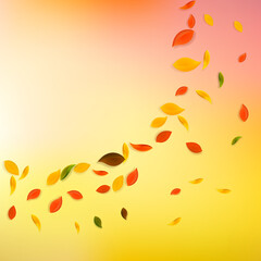 Falling autumn leaves. Red, yellow, green, brown c