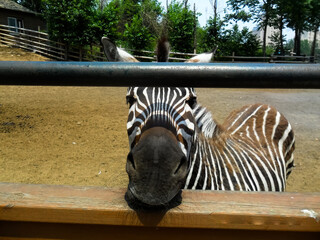 zebra in zoo