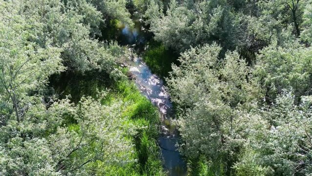 Aerial drone 4k footage following stream of water and creek through green grassy tree valley in Wyoming looking down
