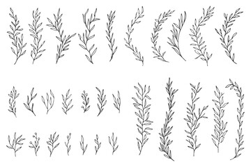 Fototapeta na wymiar set collection laurels plants leaves hand made draw vector 