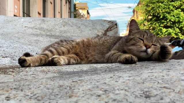 Cat with striped fur sleeps on concrete panel outdoor breathing in fresh air. Relaxed animal wakes up from noise of car on summer day closeup