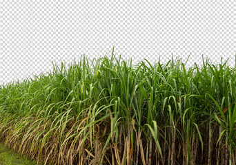 sugar cane on transparent picture background with clipping path
