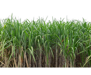 Obraz premium Sugar cane isolated on white background and cliping path