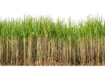 Sugar cane isolated on white background and cliping path
