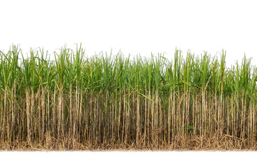 Sugar cane isolated on white background and cliping path