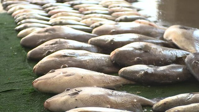 Pan up of flies crawling over rows of fresh fish.
Palestinian fish market in Gaza. Close up.
