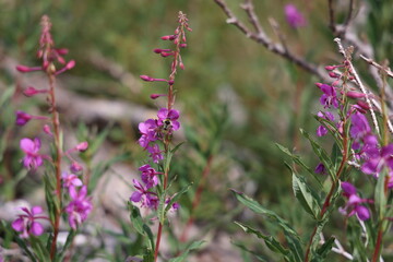 purple alpine wildflowers