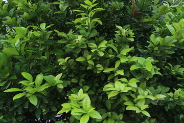 Fresh  Leaves Photo For Background and Other Purposes