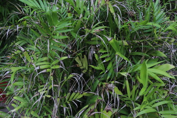 Fototapeta premium Fresh Leaves Photo For Background and Other Purposes