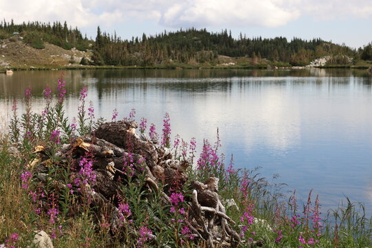 purple wildflowers near alpine lake © Brian