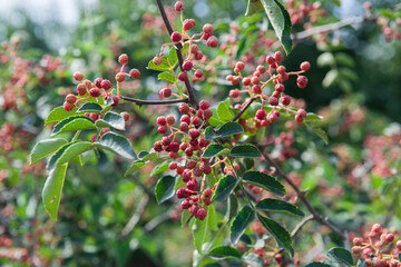 Red Sichuan pepper berries close up on the tree outdoor.Sichuan pepper is a spice in Chinese cuisine
