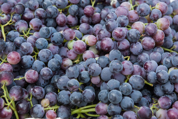 close up of harvesting grapes: Ripe grapes inside a bucket