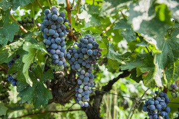 bunch of grapes in the vineyard ready for harvest.Vine grape fruit plants outdoors,