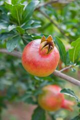 Red ripe pomegranate fruit on tree branch in the garden.
