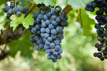bunch of grapes in the vineyard ready for harvest.Vine grape fruit plants outdoors,
