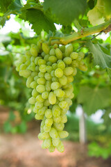 bunch of grapes in the vineyard ready for harvest. Vine green grape fruit plants outdoors,