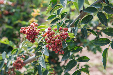 Red Sichuan pepper berries close up on the tree outdoor.Sichuan pepper is a spice in Chinese cuisine - obrazy, fototapety, plakaty