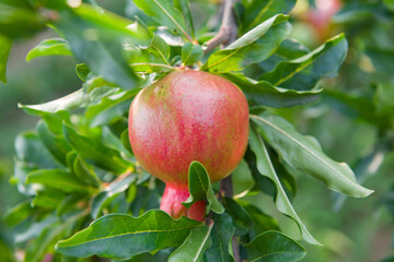 Red ripe pomegranate fruit on tree branch in the garden.