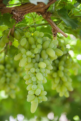 bunch of grapes in the vineyard ready for harvest. Vine green grape fruit plants outdoors,