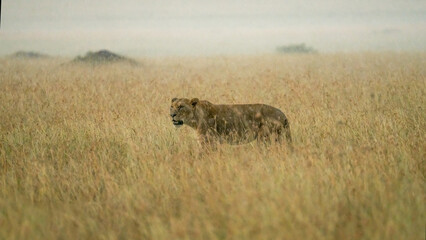 female lion walking in savanna grassland in Masai Mara