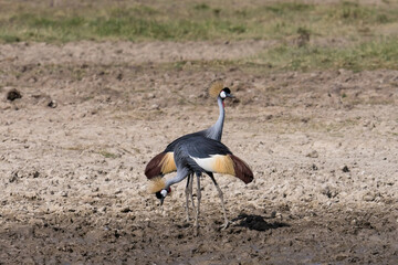 gray crown crane bird mating dance at lake nakuru national park Kenya