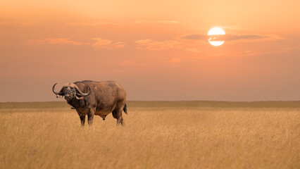 african buffalo in savanna grassland during sunset at Maasai Mara National reserve Kenya