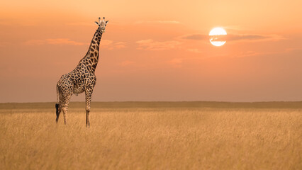 african giraffe standind alone in savanna grassland during sunset in Maasai Mara National Researve Kenya