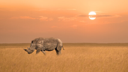 african rhinoceros or rhino in savanna grassland during sunset at Maasai Mara National reserve Kenya