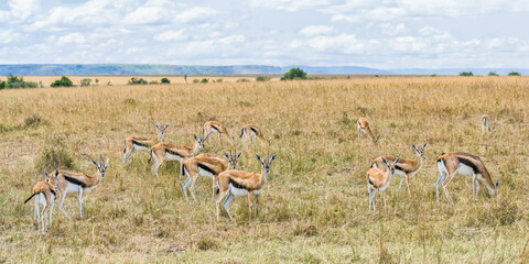 pack of Antelope Thompson eating grass together in savanna grassland at Masai Mara National Reserve...