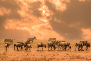 Fototapeta na wymiar herd of wildebeest standing together during sunrise with some zebra standing behind at Masai Mara National Reserve Kenya