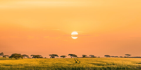 sunset at savanna grassland at Masai Mara National Reserve Kenya