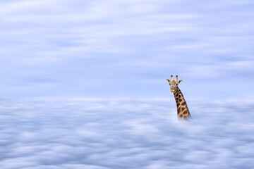 illustration of African giraffe head with long neck over clound