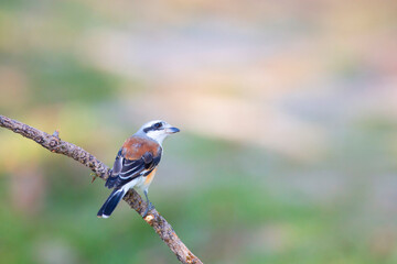 Bay-backed Shrike Bird (Lanius vittatus) perching on a branch - 525448859