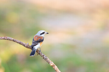 Bay-backed Shrike Bird (Lanius vittatus) perching on a branch - 525448860