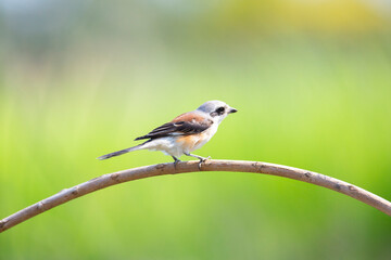 Bay-backed Shrike Bird (Lanius vittatus) perching on a branch - 525448864