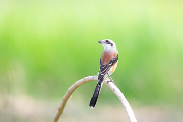 Bay-backed Shrike Bird (Lanius vittatus) perching on a branch - 525448867