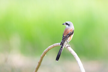 Bay-backed Shrike Bird (Lanius vittatus) perching on a branch - 525448871