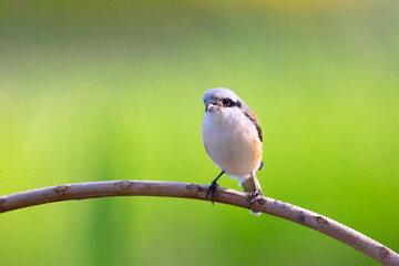 Bay-backed Shrike Bird (Lanius vittatus) perching on a branch - 525448872