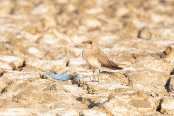 Oriental Pratincole (Glareola maldivarum) looking for partner in mating season with natural background. - 525448899
