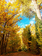 Golden autumn forest maple trees landscape scenery with blue sky, arrow town, New Zealand, background wallpaper 