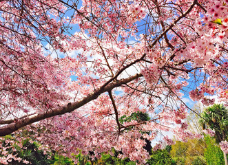 Sakura Cherry blossoming, beautiful pink cherry blossom sakura in the spring with blue sky, background wallpaper
