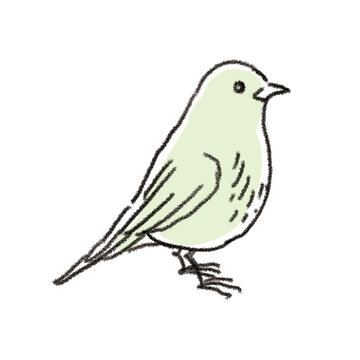 鉛筆手描き風の小鳥の線画　淡い着色