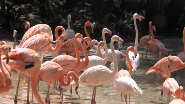 Flamingos (Phoenicopterus) - beautiful long-legged birds live in large colonies in the waters of Africa, Eurasia and America. Popular zoo animal.
