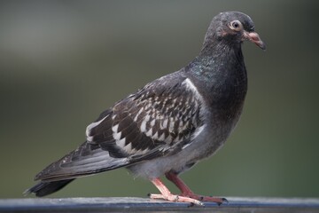 Pigeon