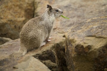 Ground Squirrel eating grass