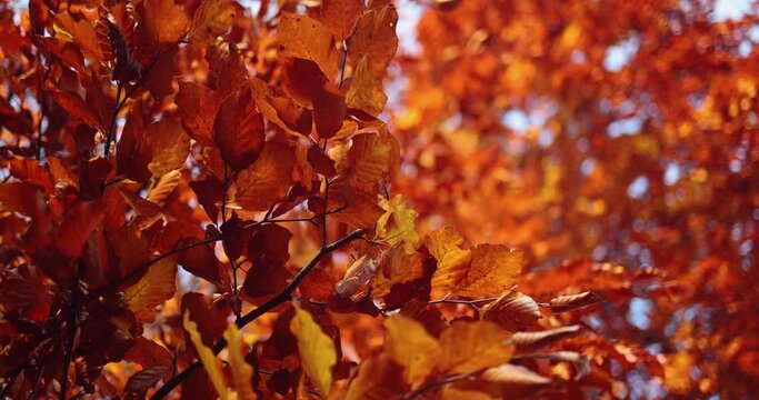 beautiful red leaves in autumn forest. cozy fall background