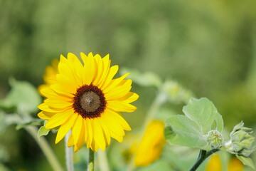 夏に美しく咲くひまわり