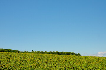 美しいひまわり畑