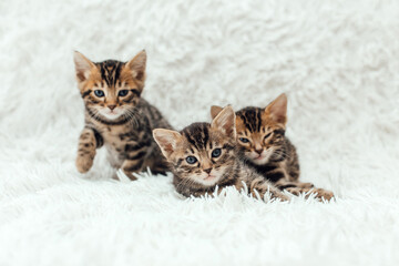 Three little bengal kittens on the white fury blanket