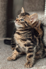 Cute bengal kitten sitting on a soft cat's shelf of a cat's house.